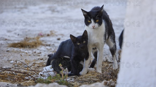 Mother cat, Kittens, Two black and white cats on concrete floor, surrounded by dry grass, Cat (s),
