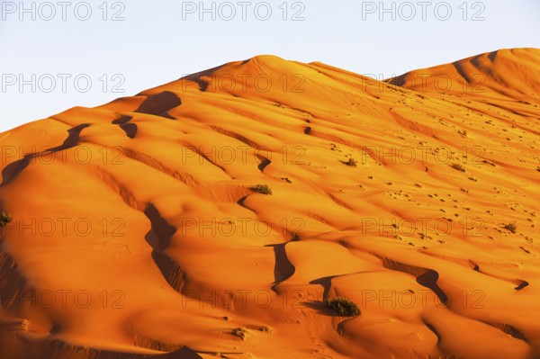 Wind-sculpted curved sand dunes in the evening light, in the Rub al Khali desert, Dhofar province,