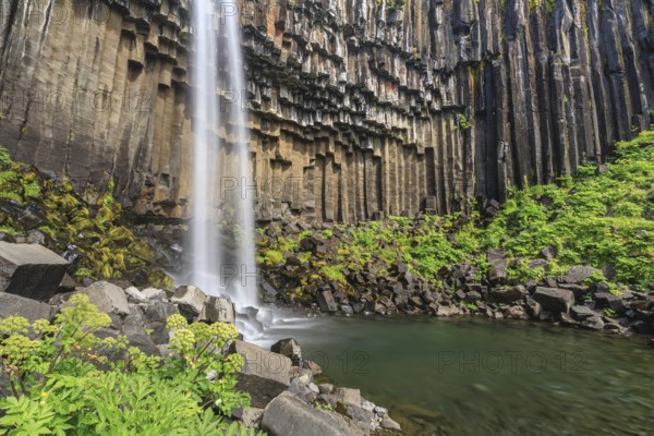 Waterfall, basalt columns, summer, angelica root (Angelica archangelica), Svartifoss, Skaftafell