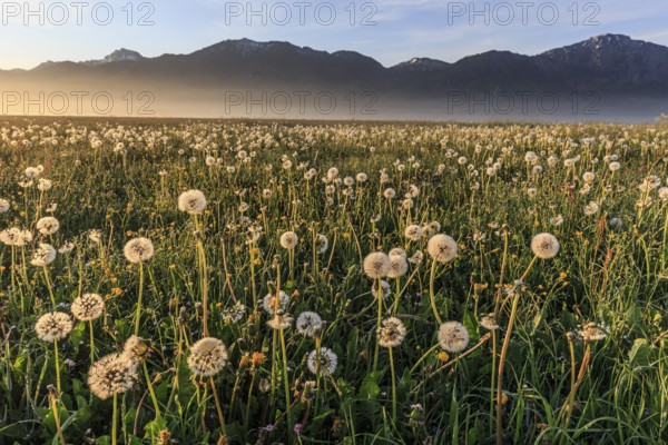 Dandelion (Taraxacum), dandelions, faded, morning light, fog, spring, Loisach-Lake Kochel moor,