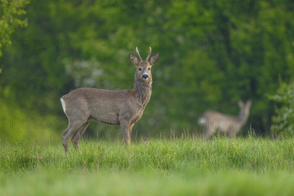 Roe deer (Capreolus capreolus), roebuck with beginning hair change stands in a meadow and looks
