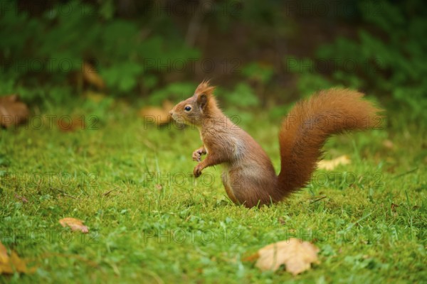 Eurasian squirrel (Sciurus vulgaris), sitting attentively in a meadow with autumn leaf litter,