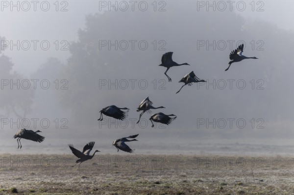 Cranes flying in a quiet, misty meadow landscape, Crane (Grus grus) wildlife, Western Pomerania