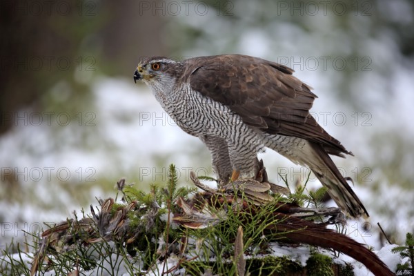 Goshawk (Accipiter gentilis), adult in winter, in the snow, on prey, Zdarske Vrchy,