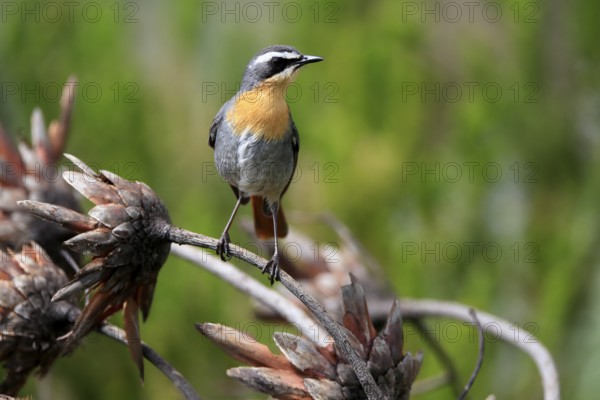 Cossypha caffra, adult, on guard, Protea, Kirstenbosch Botanical Gardens, Cape Town, South Africa,