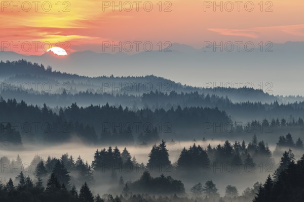 Foggy atmosphere and sunrise over trees, mountains behind, near Bad Kohlgrub, Bavaria, Germany,