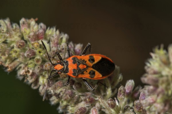 Cinnamon bug (Corizus hyoscyami) on flower buds of horse mint (Mentha longifolia),