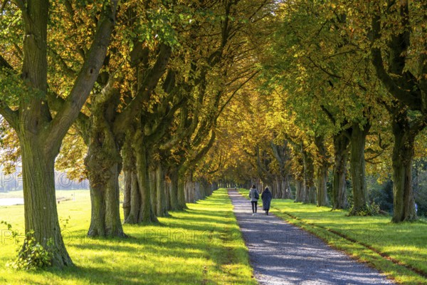 Dense chestnut tree avenue at the Rhine dike near Neuss, Deichallee, autumn, colourful leaves,
