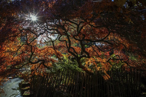 Fan maple (Acer palmatum), picket fence, autumn colours, backlight, Japanese Garden, Zoological