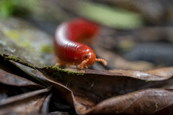 Genome millipede (Trigoniulus corallinus), red millipede on the forest floor, Refugio Nacional de
