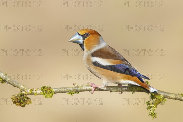 Hawfinch (Coccothraustes coccothraustes), male, with blue decorative feathers and grey-blue beak,