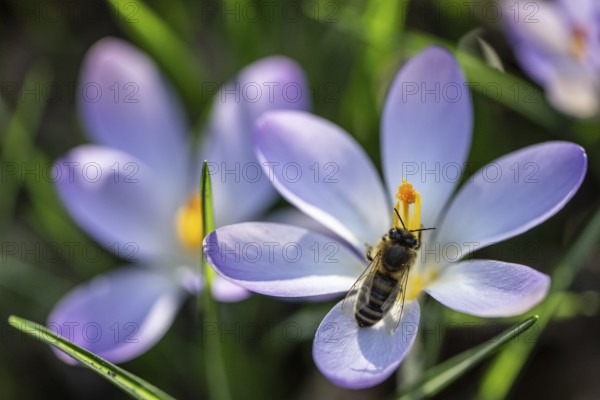 Elfin crocus (Crocus tommasinianus) with honey bee (Apis mellifera), Emsland, Lower Saxony,