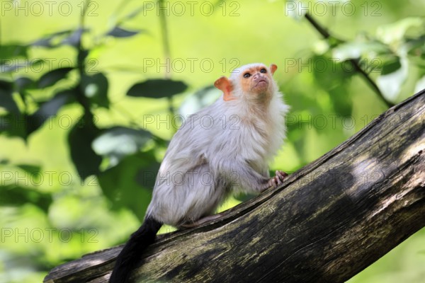 Silver marmoset (Mico argentatus, Syn.: Callithrix argentata), silver marmoset, adult, tree trunk,