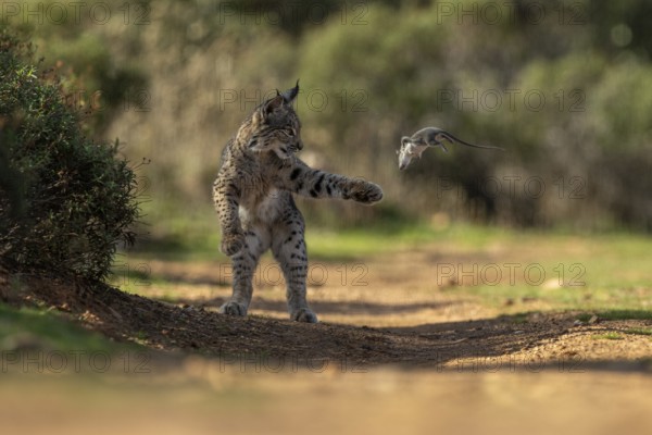 Lynx pardinus, young male, with rat in mouth, prey, La Mancha, Spain, Europe