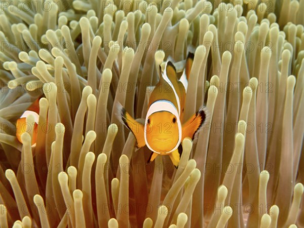 Two Ocellaris Clownfish (Amphiprion ocellaris), Nemo, swimming through a dense sea anemone, dive
