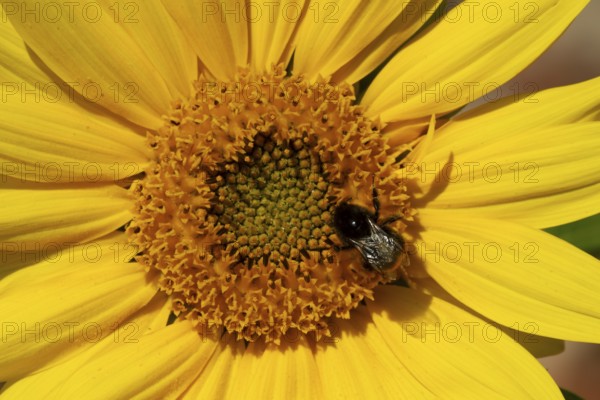 Red-tailed bumblebee (Bombus lapidarius) adult bee feeding on a Sunflower flower in an urban garden