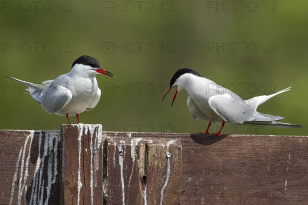 Common tern (Sterna hirundo) two adult birds during their courtship love display in the summer,
