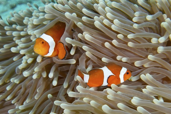 Two Ocellaris Clownfish (Amphiprion ocellaris), Nemo, resting in the protective arms of a sea
