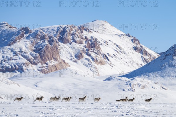 Marco Polo sheep (Ovis ammon polii) in snowy habitat, Pamir-Argali, Pamir wild sheep, Pamir