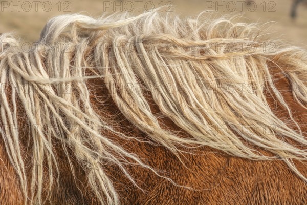 A horse with long, white hair on its head. The hair is twisted and messy, giving the horse a wild