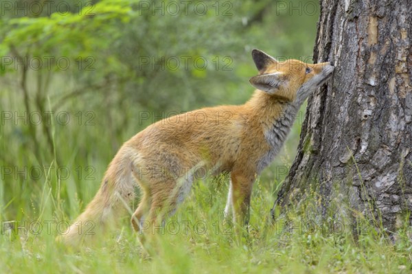 Red fox (Vulpes vulpes), young fox sniffing curiously at a tree trunk in the green forest, summer,