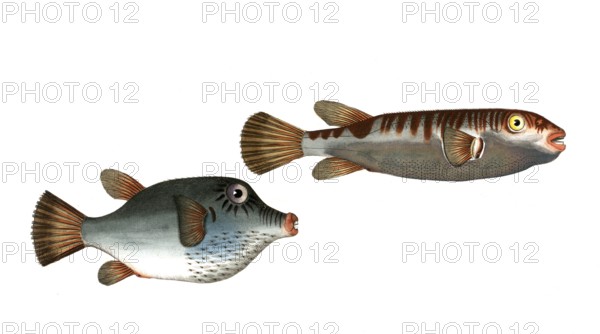 Fish, fish, left: Genus from the pufferfish family, Tetrodon rostratus, the longbill. right: Genus