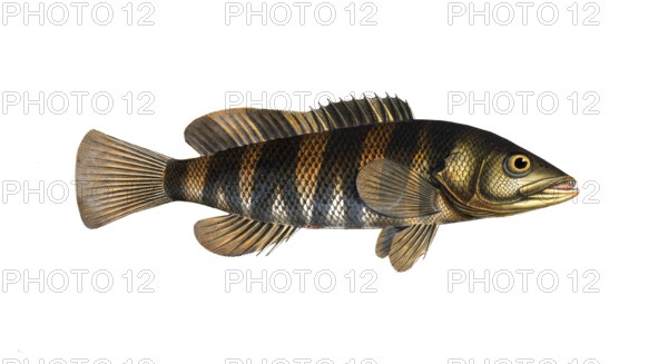Fish, Fish, Genus of Hussar Fish, Holocentrus fasciatus, the banded Sogo, the double streaked