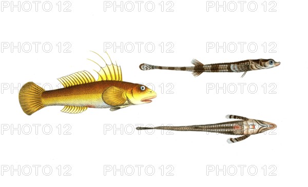 Fish, fish, left: Gobius plümieri, the nose goby. right: fish genus from the bullhead family,