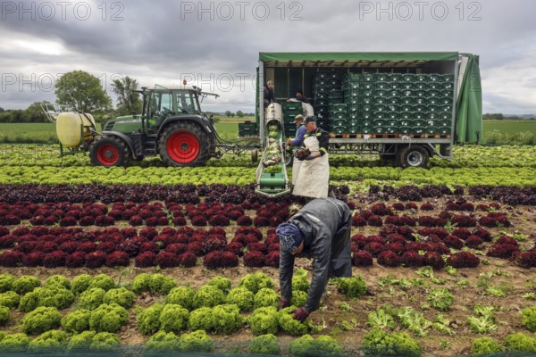 Soest, Sauerland, North Rhine-Westphalia, Germany - Vegetable cultivation, harvest helpers
