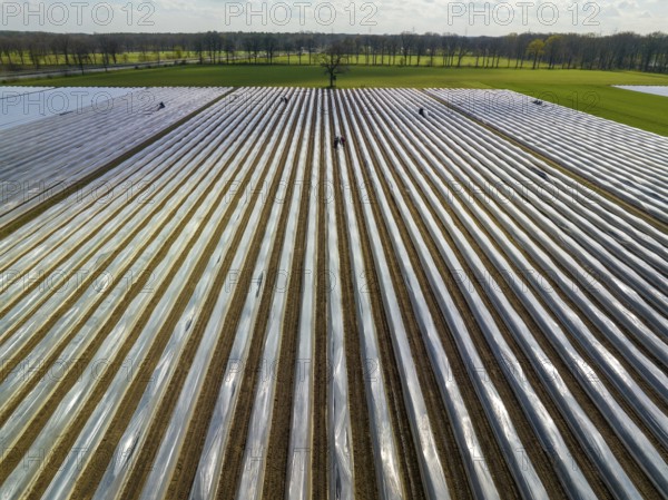 Wesel, North Rhine-Westphalia, Germany, Harvest workers from Eastern Europe harvest the first