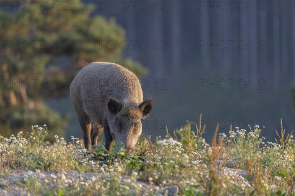 One adult wild boar or wild pig (Sus scrofa) searching for food on a flowering meadow in late