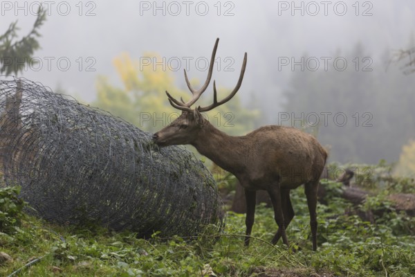Young red deer buck with small antlers in a forest. Licking on a roll of metall fence lying in the