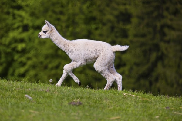One young Alpaca (Vicugna pacos) runs uphill on a fresh green meadow . A green forest in the