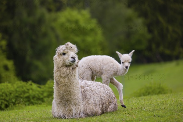 One white female Alpaca (Vicugna pacos) lies a on a fresh green meadow, one young stands next to