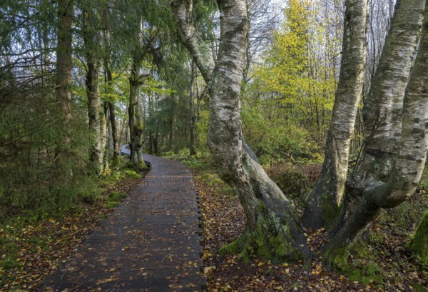 Boardwalk through bog birch forest (Betula pubescens), Schwarzes Moor, near Fladungen, Bavarian