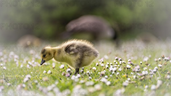Canada goose chicks (Branta canadensis) running through grass and daisies, looking for food,