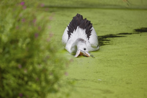An Australian pelican (Pelecanus conspicillatus) swims in a duckweed-covered pond and fishes for