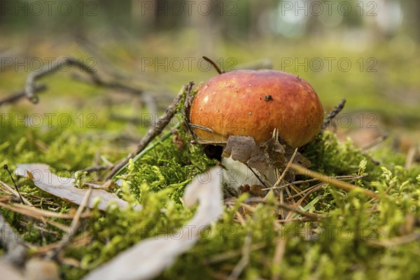 Fungus grows from the forest floor and pushes away moss, needles, branches and twigs, coniferous