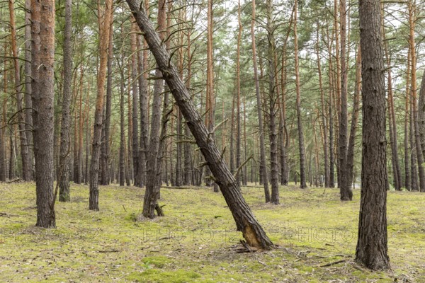 Coniferous forest near the Großer Glubigsee near Wendisch Rietz, Oder-Spree district, Brandenburg,