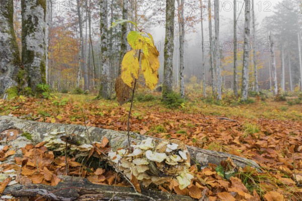 Beech forest, European beech or common beech (Fagus sylvatica) in autumn, Alm valley, Austria,