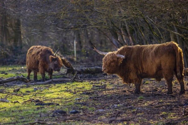 One Highland bull (Bos (primigenius) taurus) stands at a forest edge, scratching himself. A cow in
