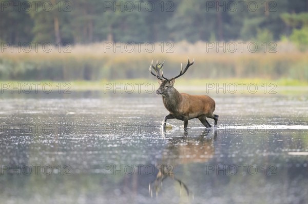 Red deer (Cervus elaphus) stag crossing pond in the mist at forest's edge during the rut in autumn,