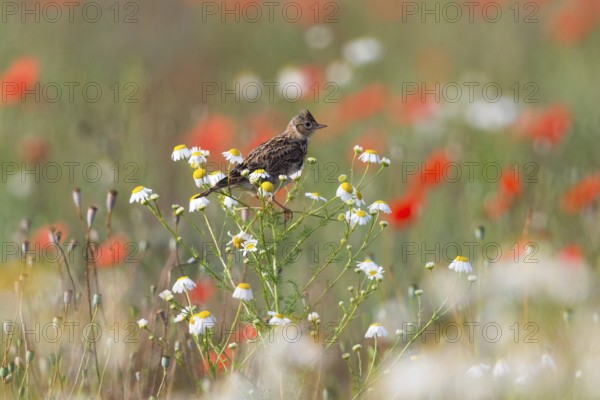 Skylark (Alauda arvensis), adult bird, perched on a Ox-eye daisy plant, amongst flowering poppies,