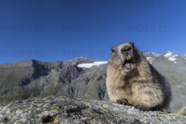 One adult Alpine Marmot, Marmota marmota, standing on a rock. Grossglockner Mountains in the
