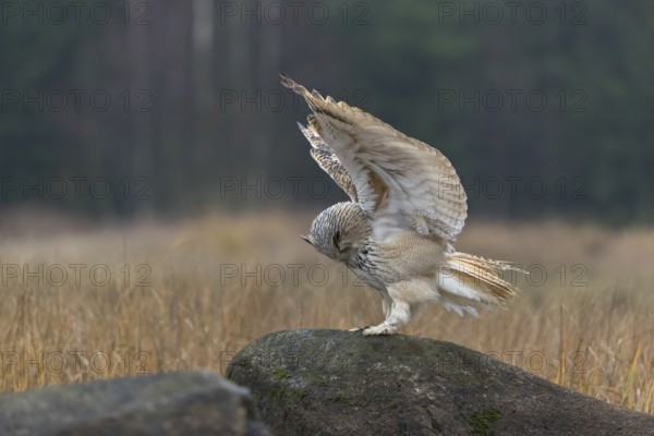 One Siberian Eagle Owl (Bubo bubo sibiricus) landing on a rock between tall reed grass lakeshore on
