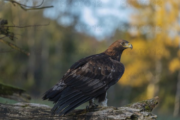 One golden eagle (Aquila chrysaetos) sitting on a broken and rotting log with fall foliage in the