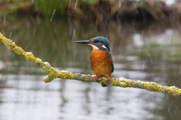 Kingfisher (Alcedo attis), adult male, perched on a branch above a stream, amongst falling sleet,