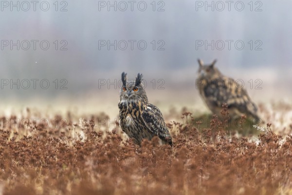 One female and one male Eurasian Eagle Owl, Bubo bubo, sitting on a meadow. Slight fog around. A