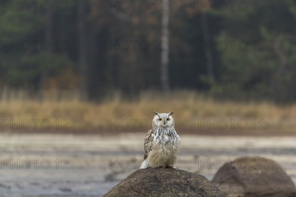 One Siberian Eagle Owl (Bubo bubo sibiricus) sitting on a rock at a dry lakeshore on an autumnal