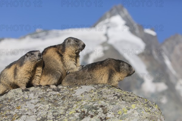 Three adult Alpine Marmot, Marmota marmota, sitting in front of the Grossglockner mountain in